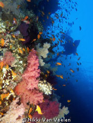 U/w photographer and the colorful wall at Shark Observato... by Nikki Van Veelen 